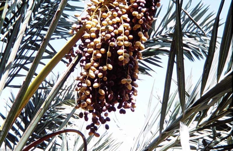 Beyond the Soil: Hydroponics and Vertical Farming in Desert Economies